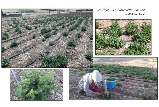 سایت الگویی گیاهان دارویی در شهرستان ملکشاهی ایجاد شد