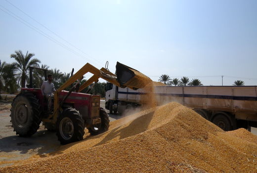 7400 تن نهاده دامی درسیستان وبلوچستان توزیع شد