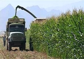 برداشت ذرت علوفه ای در بیضا