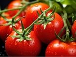 صادرات گوجه فرنگی ممنوع شد