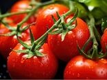 صادرات گوجه فرنگی ممنوع شد