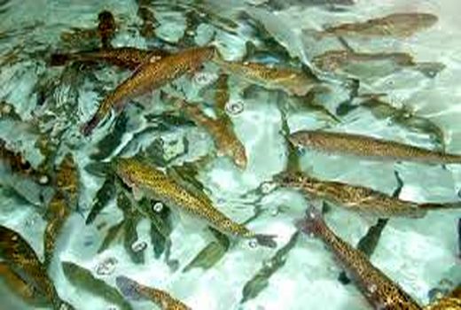 تولید 11 درصد ماهیان گرمابی کشور در خرمشهر