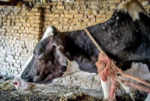 جهت جلوگیری از بیماری لمپی اسکین در شهرستان شهربابک رعایت اصول بهداشتی- قرنطینه ای توسط دامداران ضروری است