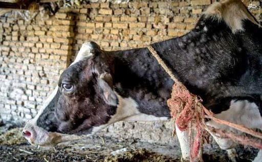 جهت جلوگیری از بیماری لمپی اسکین در شهرستان شهربابک رعایت اصول بهداشتی- قرنطینه ای توسط دامداران ضروری است