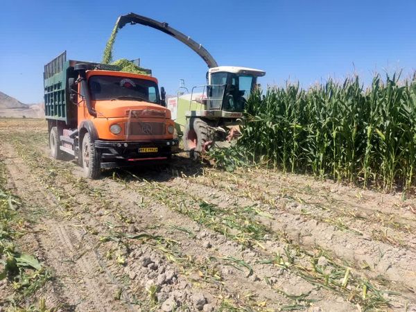 تولید  135 هزار تن ذرت در فیروزآباد