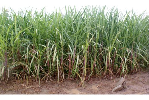 برداشت نیشکر در 80 هکتار از مزارع قائمشهر