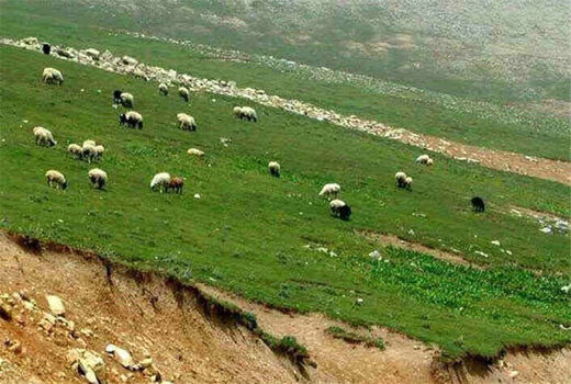 آغاز ورود دام به مراتع‌ ییلاقی کاشان