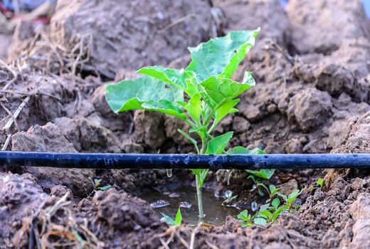 افتتاح ۷۳ هزار و ۵۰۰ هکتار طرح‌های آب و خاک کشور
