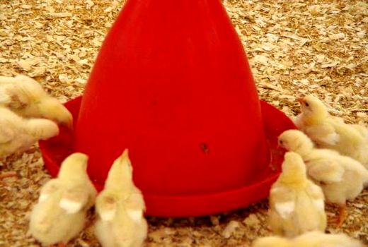 جوجه ریزی 10 میلیون قطعه ای در آمل/افزایش 4 درصدی