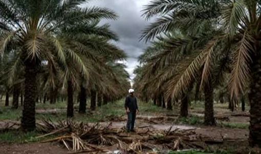 تگرگ و باران؛ تهدیدی جدی برای پایداری تولید خرما