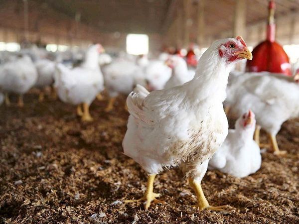 کیفیت و بهره‌وری لاین آرین باید مورد توجه قرار گیرد
