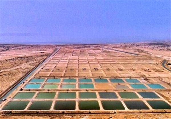 افتتاح مجتمع تولید جلبک اسپیرولینا در تنگستان