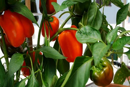 فعالیت بیش از ۳۰۰ واحد گلخانه در نجف آباد