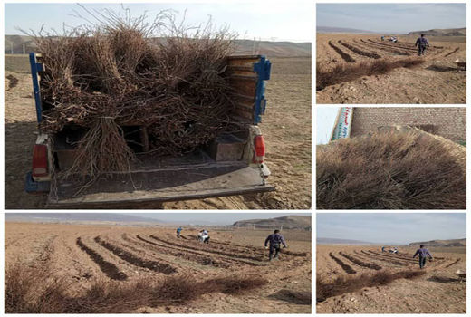 رونق گرفتن کاشت گیاهان دارویی و گل محمدی در شهرستان جلفا 