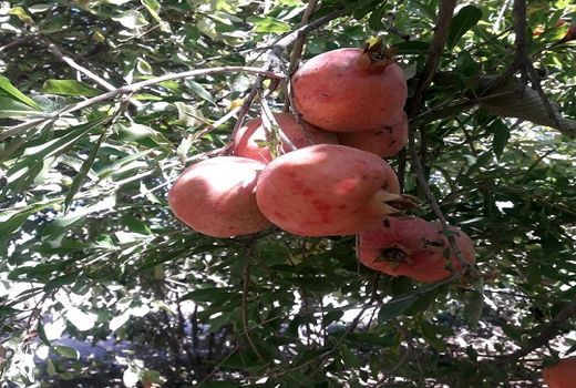 تولید بیش از 25 هزار تن انار در مرودشت