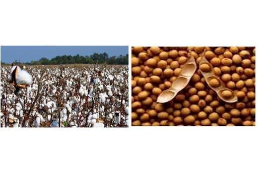 کشت 900 هکتاری دانه‌های روغنی بهاره در گلوگاه