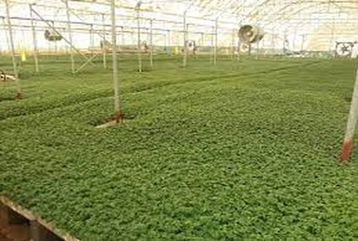 تحقق 49 درصدی اهداف توسعه‌گلخانه‌ای  از ابتدای سال تاکنون