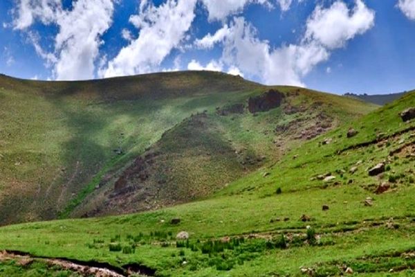 کشت گیاهان دارویی در 370 هزار هکتار از مراتع آذربایجان غربی