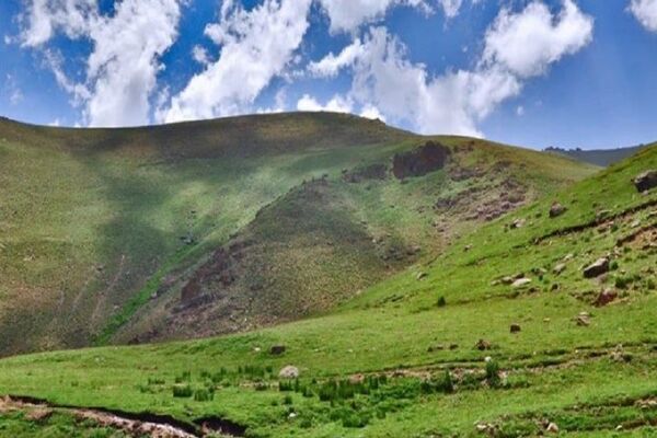 کشت گیاهان دارویی در 370 هزار هکتار از مراتع آذربایجان غربی