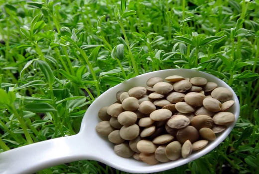 آذربایجان شرقی رتبه دوم تولید عدس در کشور/ تولید 17 درصد عدس کشور در استان