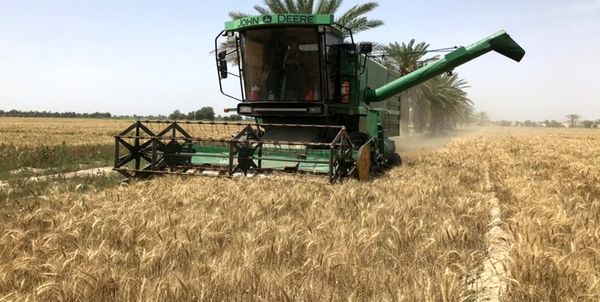 خسارت ۱۰ هزار هکتاری به اراضی گندم بوشهر