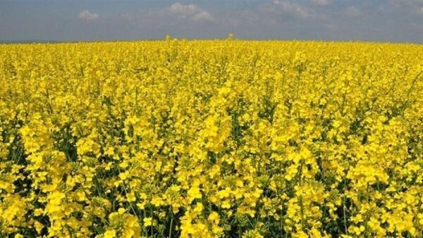 کلزاکاران دغدغه برداشت محصول خود را نداشته باشند