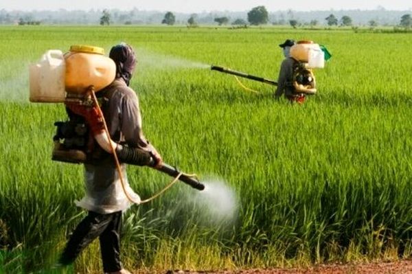 طعمه سموم تا ده روز آینده در اختیار کشاورزان قرار می‌گیرد