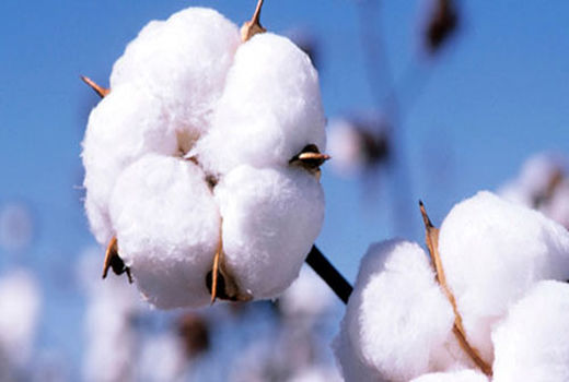 امسال بیش از  50 هزار تن وش پنبه در استان اردبیل تولید می‌شود/ افزایش 60 درصدی سطح کشت