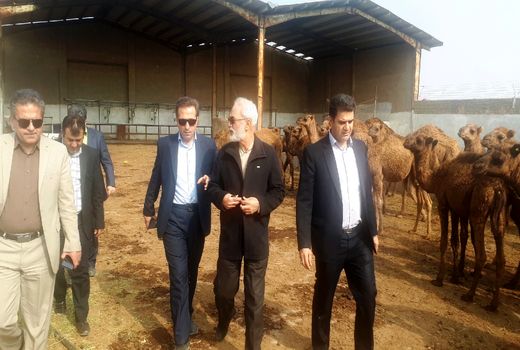 برای اولین بار در کشور؛ تولید شیرخشک از شیر شتر در شهر ری