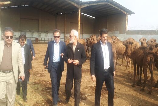 برای اولین بار در کشور؛ تولید شیرخشک از شیر شتر در شهر ری