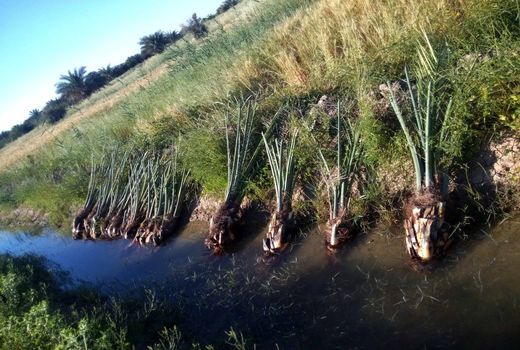 توجه به قوانین قرنطینه‌ای برای جلوگیری از گسترش آفات 