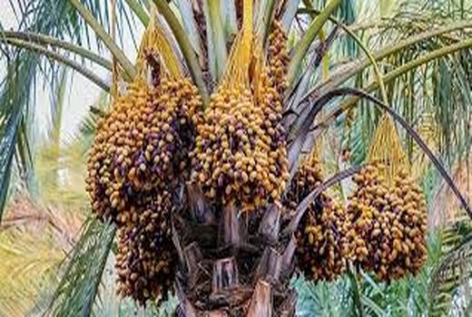 نخلداران خرمشهری مراقب خشکیدگی خوشه خرما باشند