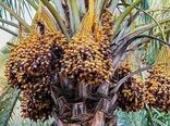 نخلداران خرمشهری مراقب خشکیدگی خوشه خرما باشند