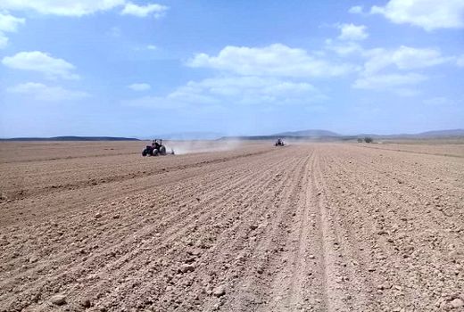 2200 هکتار در کوار به کشت جو اختصاص می یابد