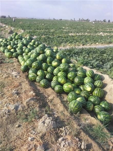 ۲ هزار تن هندوانه دیم در شهرستان البرز تولید شد