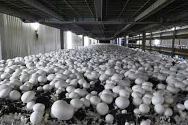 دو هزار تن قارچ دکمه‌ای در چهارمحال و بختیاری تولید شد