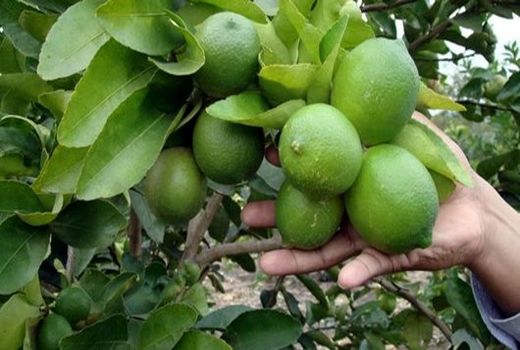 بیش از 55  هزار تن لیمو ترش از باغات مرکبات استان بوشهر برداشت شد