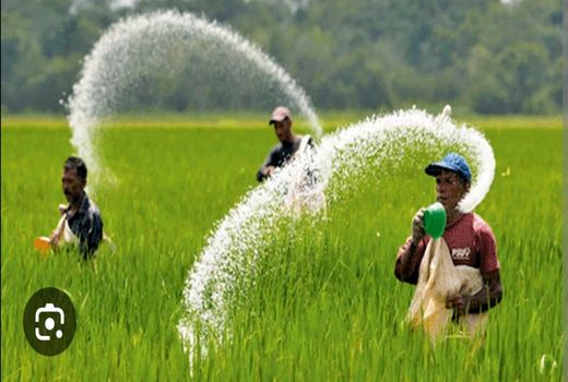 توزیع بیش از  سه هزار تن کود یارانه‌ای در ارسنجان