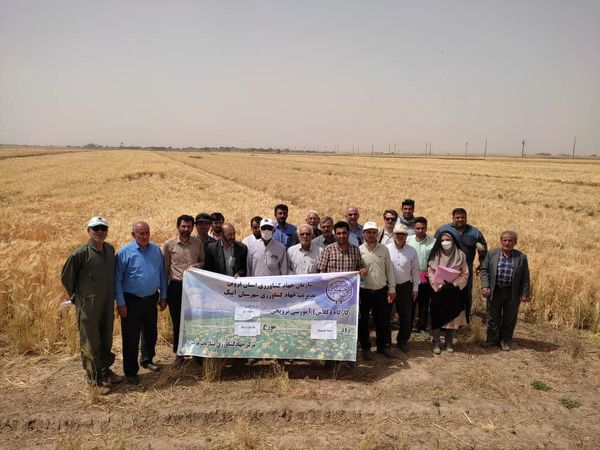 برگزاری روز مزرعه و انتقال یافته های تحقیقاتی در شهرستان آبیک