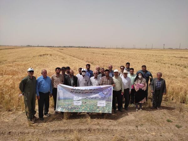 برگزاری روز مزرعه و انتقال یافته های تحقیقاتی در شهرستان آبیک