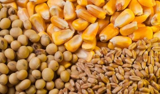 توزیع نیم میلیون تن نهاده دامی در فارس برای پایداری تولید