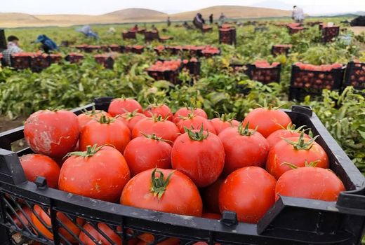 تولید 80 هزار تن گوجه‌فرنگی در بیضا