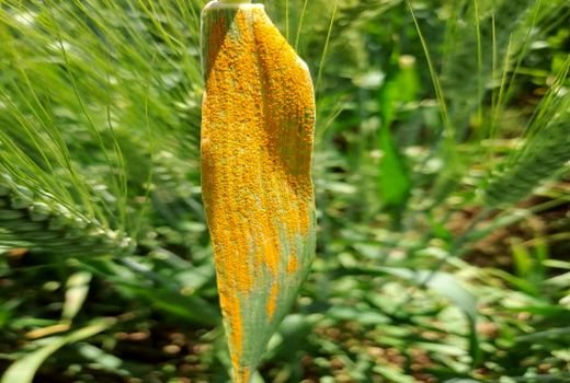 مبارزه علیه زنگ زرد در کازرون ادامه دارد