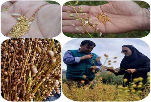 آغاز برداشت کاملینا در بخش سیه رود شهرستان جلفا