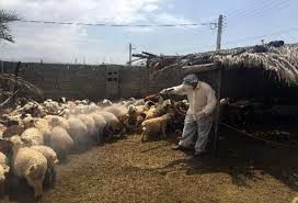 اجرای عملیات سم پاشی دام های سبک و سنگین علیه انگل های خارجی در رامهرمز