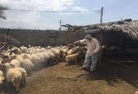 اجرای عملیات سم پاشی دام های سبک و سنگین علیه انگل های خارجی در رامهرمز