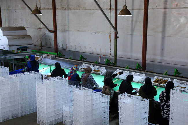  میوه ای شگفت انگیز به نام کیوی 