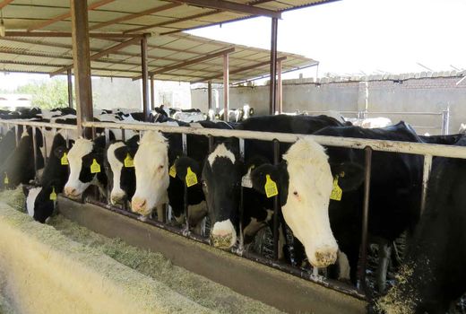 4700 تن سبوس بین دامداران سیستان و بلوچستان درحال توزیع است