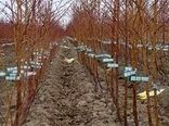 ۳۵۰ هزار اصله نهال میوه در خراسان شمالی تولید شد