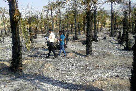 خسارت نخیلات پیر غیب قیروکارزین برآورد شد